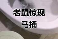 站路边被老鼠钻裤子,老鼠从下水道钻进家里了，有什么好办法灭鼠吗？
