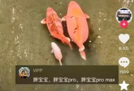 趵突泉胖锦鲤病重,趵突泉里的锦鲤可以捞吗？