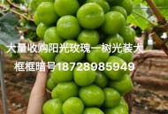 阳光玫瑰变阳光没贵,阳光玫瑰变阳光没贵的原因