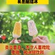 吃冰激凌突发脑结冰,冰淇淋机压缩机结霜的问题？