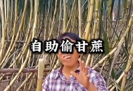 9.9元偷甘蔗走红,偷甘蔗新闻