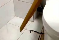 上厕所被蛇顶到屁股,家里卫生间进了蛇? 上厕所被蛇顶到屁股,家里卫生间进了蛇?