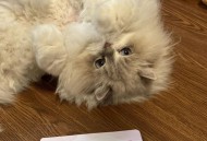 猫打疫苗6天后死亡,猫打疫苗6天后死亡原因