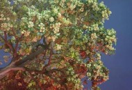 糖胶树开花气味不同,糖胶树开花气味不同的原因