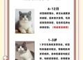 英国猫听不懂中文,英国短毛猫和中华田园猫的区别？
