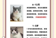 英国猫听不懂中文,英国短毛猫和中华田园猫的区别？