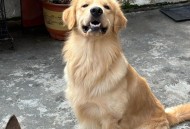 宠物店店员暴力摔狗,狗摔一下抽怎么回事？