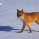 NPC蓝狐狸道歉,“大兴安岭火狐狸”视频当事人致歉，接受批评教育, 你怎么看？