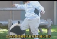 日本想继续养大熊猫,日本允许养小熊猫