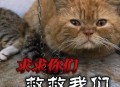 撞死流浪猫剧组致歉,撞死流浪猫违法吗
