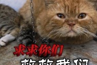 撞死流浪猫剧组致歉,撞死流浪猫违法吗 撞死流浪猫剧组致歉,撞死流浪猫违法吗