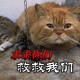 撞死流浪猫剧组致歉,撞死流浪猫违法吗