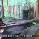 被大猩猩反向投喂,如何看待上海野生动物园饲养员实施作业时，被熊攻击不幸遇难一事？类似情况应如何防范？