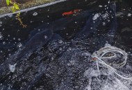 广东街头惊现走地鱼,海昌鱼是哪里产的？