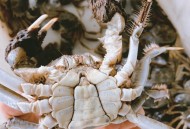 蟹藏车内2年才取出,放了两天在车里的活螃蟹会死吗 蟹藏车内2年才取出,放了两天在车里的活螃蟹会死吗