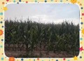 河南玉米收获季遇雨,2022河南下雨玉米旱情能解决吗？