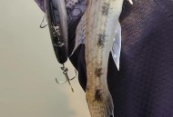 钓105斤大鱼卖7000,105乘多少等于7000或6000。？