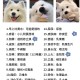 狗狗靠捡瓶存款过万,今天捡了只小狗，这种小狗吃什么东西？怎么养？