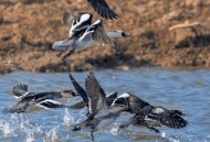 山西出现熊猫鸭,山西出现熊猫鸭的地方