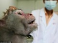 实验猴明年订单排满,养殖实验猴好办手续吗？