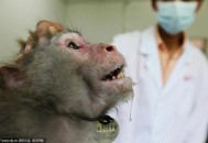 实验猴明年订单排满,养殖实验猴好办手续吗？