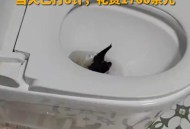 徒手抓蝙蝠被咬伤,蝙蝠能不能咬破塑料袋？
