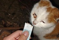 5年救助500多只猫,2023年有原民办教师好消息吗？