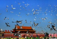 南京放飞3千羽和平鸽,请问沈阳市和平区南京三校教学质量好不好？