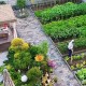 全家一起减肥瘦40斤,40平方的小院子种菜够一家吃嘛？