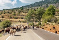 1000多只羊堵在路上, 1000多只羊堵在路上,