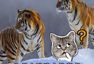 印度医生袭击病人,印度老虎为什么攻击人类？