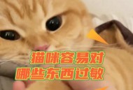 原来猫咪也是敏感肌,