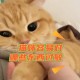 原来猫咪也是敏感肌,