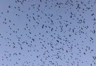 山西惊现乌鸦满天飞,吉林乌鸦满天飞的原因? 山西惊现乌鸦满天飞,吉林乌鸦满天飞的原因?