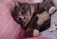 老师当学生面踩死猫,猫踩人为什么那么疼？