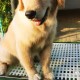 花3200为爱犬办婚礼,想买一华为手机，价位不超3200元，哪一个系列好点？