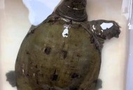 吃野生鳖或内脏损伤,