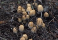 西安遍地长蘑菇,西安哪里可以采蘑菇？