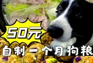 鸡蛋拌饭成日奢侈品,狗狗可以每天吃生鸡蛋拌饭吗？