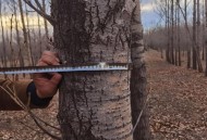 农户杨树被禁止砍伐,国家有砍伐杨树的统一规定吗？