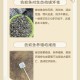 投放5200尾灭蚊鱼,池塘灭蚊子幼虫最有效的方法？