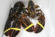 禁止活龙虾投入沸水,禁止活龙虾投入沸水的原因