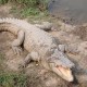 钓到鳄鱼拎进派出所,重生模拟器钓鱼怎么钓到鳄鱼？