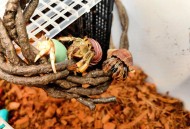 蟹藏车内2年才取出,小螃蟹跑到车里了怎么引它出来? 蟹藏车内2年才取出,小螃蟹跑到车里了怎么引它出来?