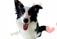 500买将被吃的边牧,闲鱼上的狗是真的吗？