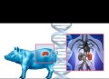 体内移植猪肾活271天,猪肾移植研究已经有多少年了？
