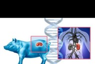 体内移植猪肾活271天,猪肾移植研究已经有多少年了？