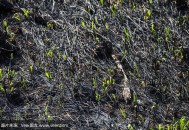 田地突冒火烧1天1夜,田地烧火的处罚