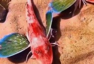 起猛了看到鱼长翅膀,鱼为什么长翅膀？