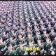 外籍记者看阅兵哭泣,我重新看了一遍19年国庆阅兵，哭的稀里哗啦的，有跟我一样的吗？